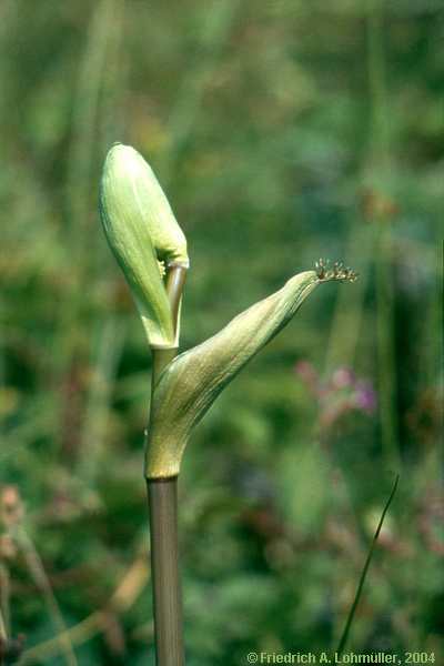 Heracleum sphondylium, Wiesen-Bärenklau