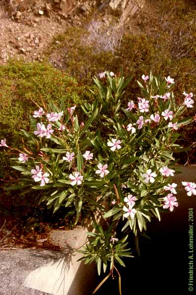 Nerium oleander