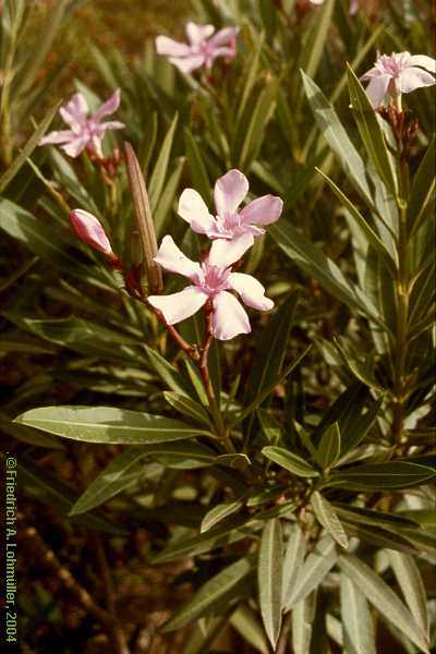 Nerium oleander