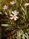 Nerium oleander