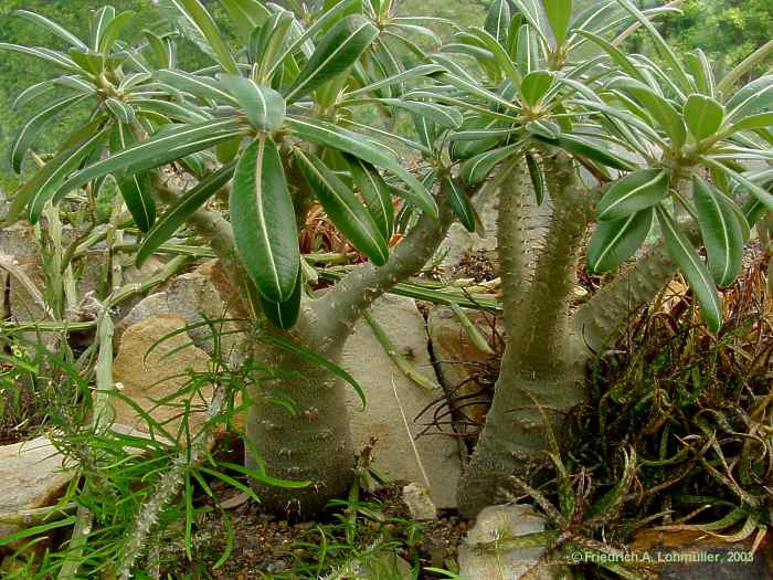 Pachypodium rosulatum