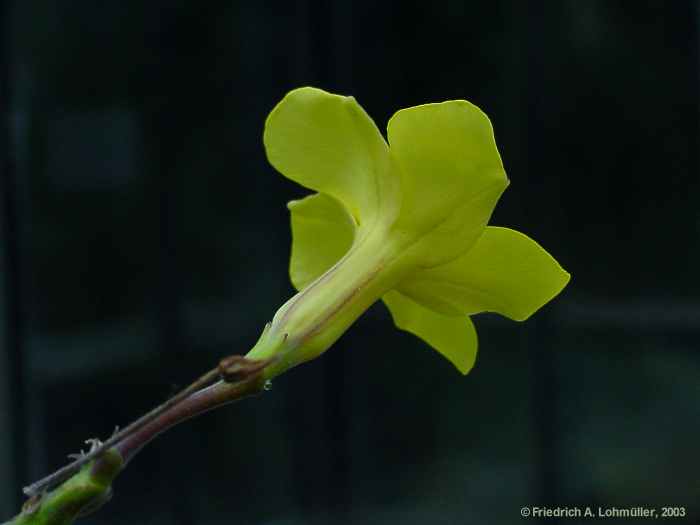 Pachypodium rosulatum