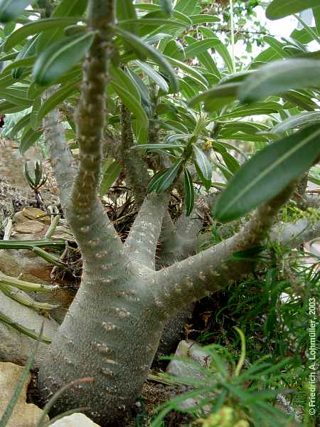 Pachypodium rosulatum