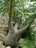 Pachypodium rosuleatum