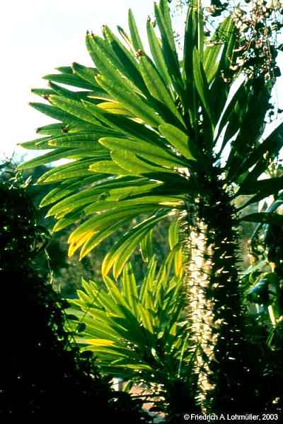 Pachypodium lamerei