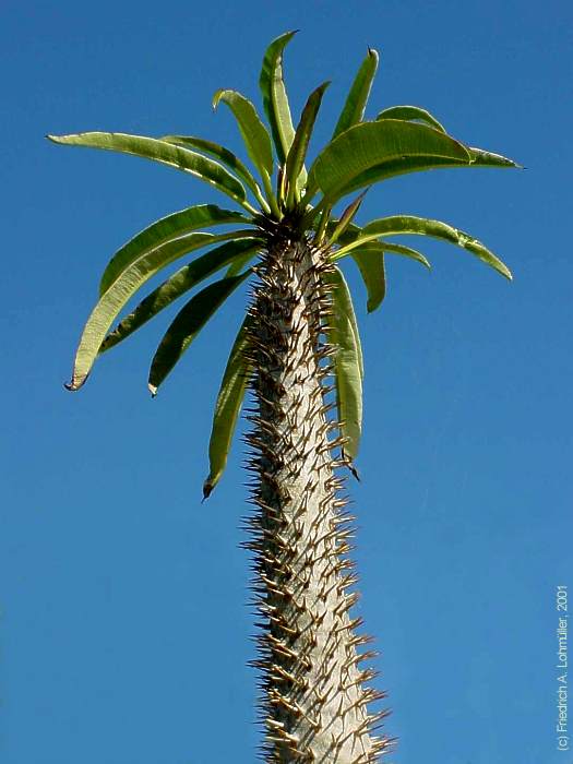 Pachypodium lamerei