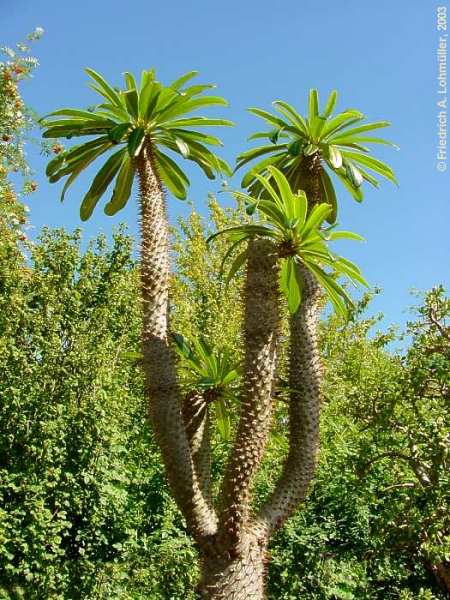 Pachypodium lamerei