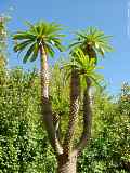 Pachypodium lamerei