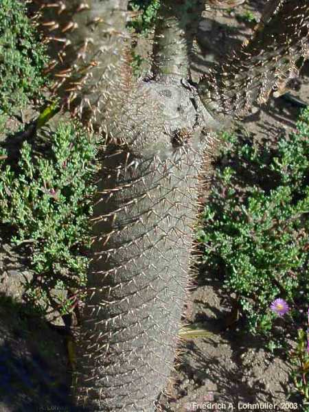 Pachypodium lamerei