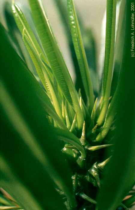 Pachypodium lamerei DRAKE
