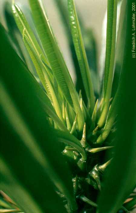 Pachypodium lamerei