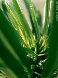 Pachypodium lamerei