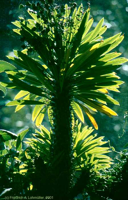 Pachypodium lamerei