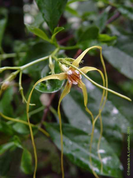 Strophanthus divavicatus