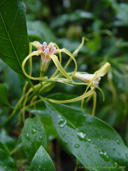 Strophanthus divavicatus