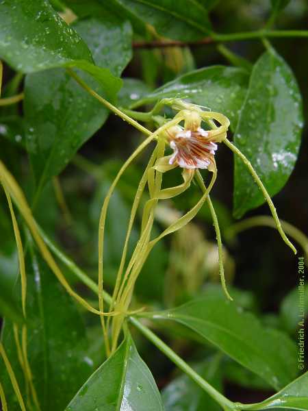 Strophanthus divavicatus