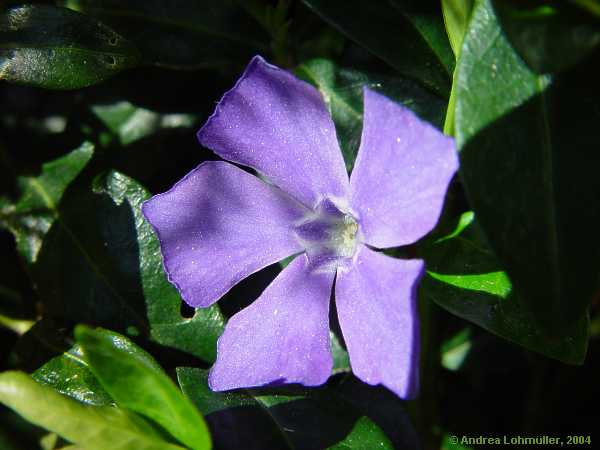 Vinca minor