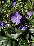 Vinca minor