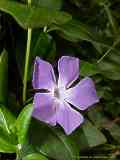 Vinca