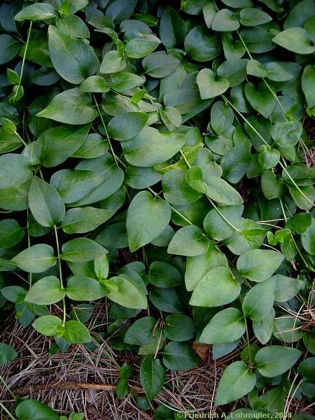 Vinca major