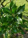 Ilex aquifolium