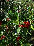 Ilex aquifolium