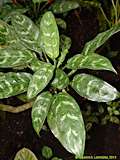 Aglaonema