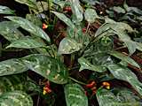 Aglaonema commutatum