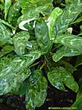 Aglaonema commutatum