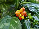 Aglaonema commutatum