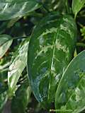 Aglaonema commutatum