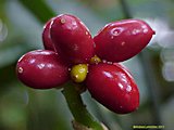 Aglaonema commutatum