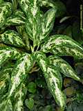 Aglaonema commutatum var. robustum