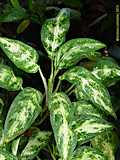 Aglaonema commutatum var. robustum