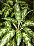 Aglaonema commutatum var. robustum