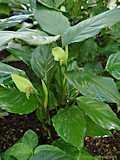 Aglaonema modestum