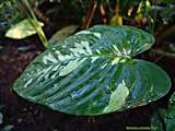 Aglaonema novoguineense