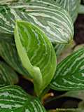 Aglaonema oblongifolium