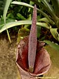 Amorphophallus konjac