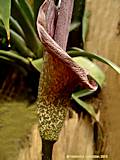 Amorphophallus konjac