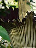 Amorphophallus titanum