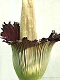 Amorphophallus titanum