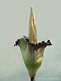 Amorphophallus titanum