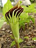 Arisaema consanguineum