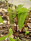 Arisaema consanguineum