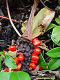 Arisaema flavum