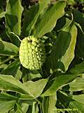 Arisaema flavum