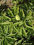 Arisaema flavum