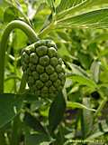 Arisaema flavum