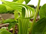 Arisaema triphyllum